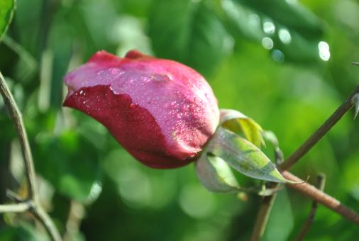 Free Stock Photo of Rose bud