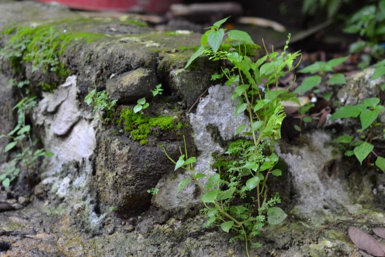 Free stock image of Rock and Vegetation created by Ryan Jhoe