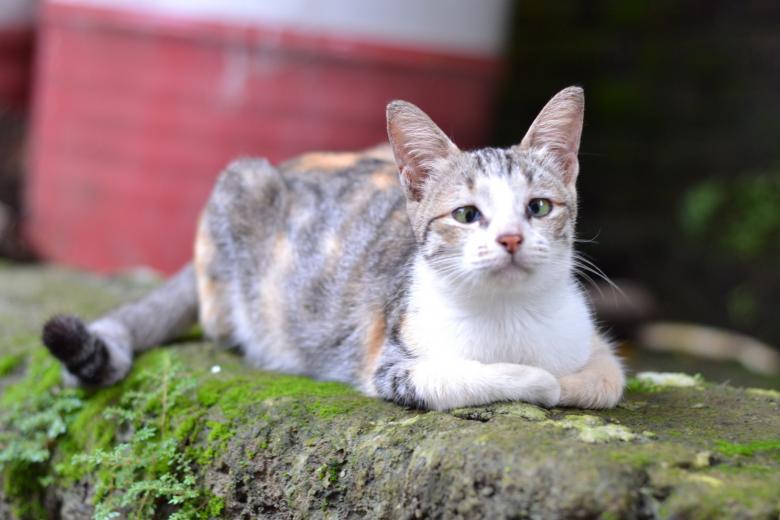 Free stock image of Sad Cat created by Ryan Jhoe