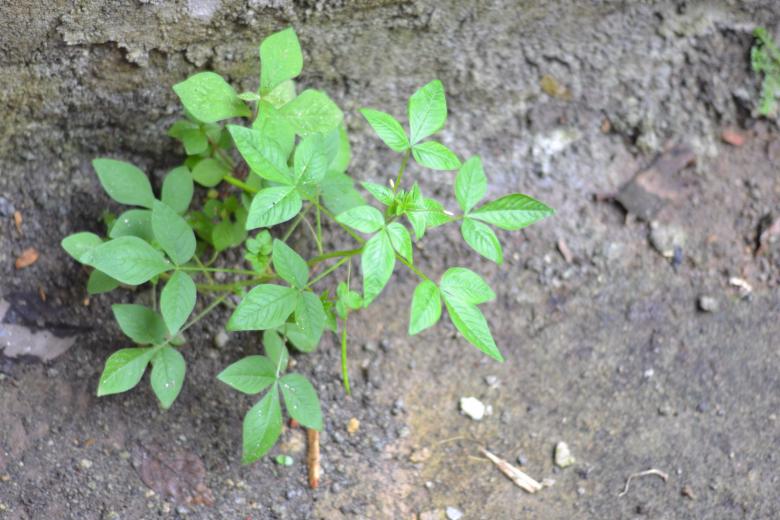 Free stock image of Miscellanous Vegetation created by Ryan Jhoe