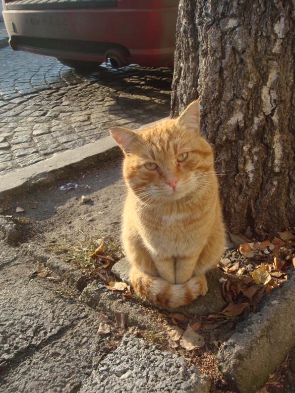 Free stock image of Street cat created by Boris Kyurkchiev