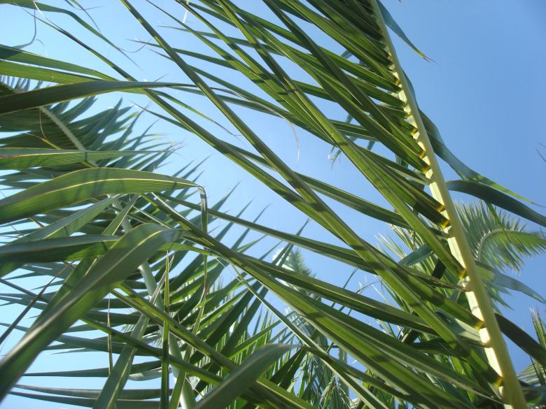 Free stock image of Palm leafs created by Boris Kyurkchiev