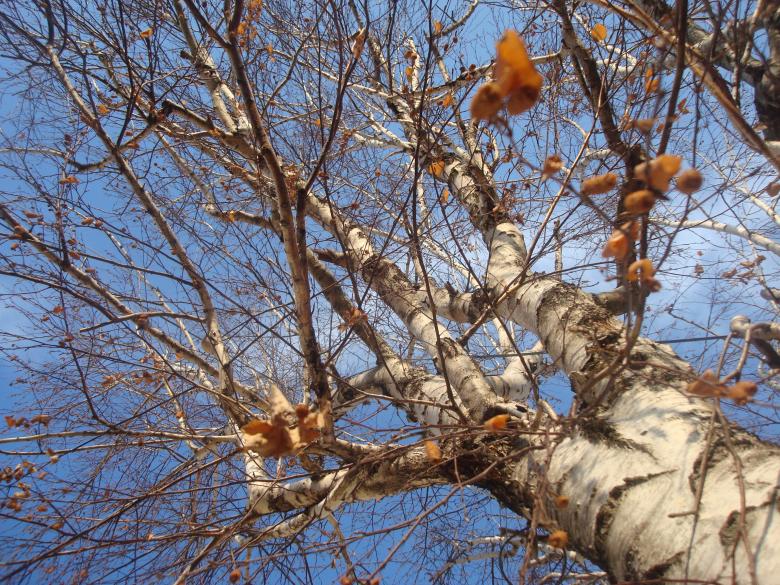 Free stock image of Autumn tree created by Boris Kyurkchiev