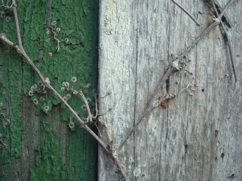 Free stock image of Wood wall texture created by Boris Kyurkchiev