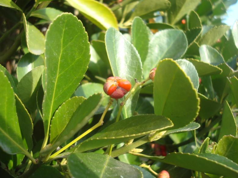 Free stock image of Green winter bush created by Boris Kyurkchiev