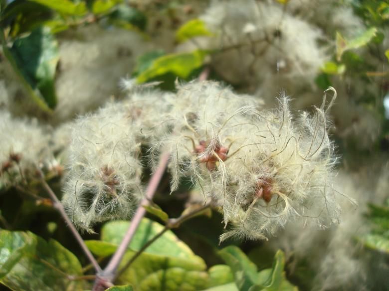 Free stock image of Strange hairy plant created by Boris Kyurkchiev