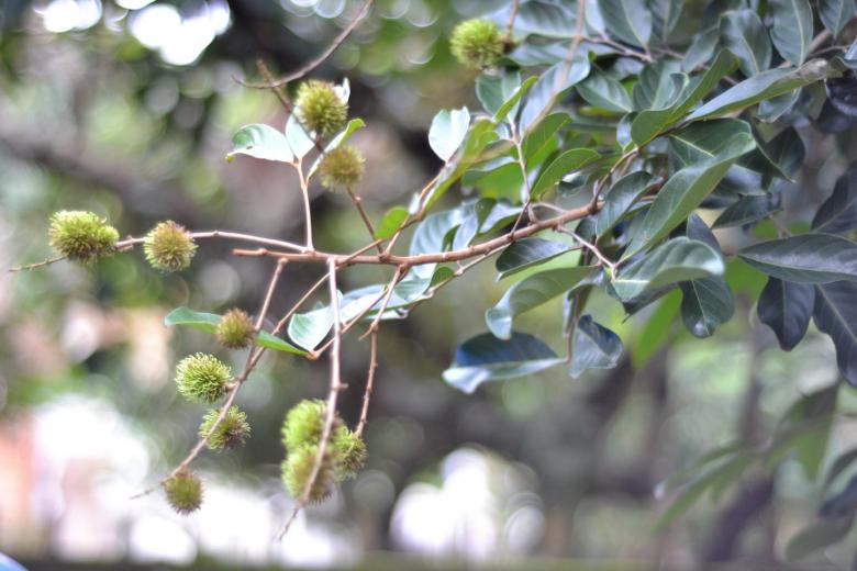 Free stock image of Young Rambutan Fruit created by Ryan Jhoe