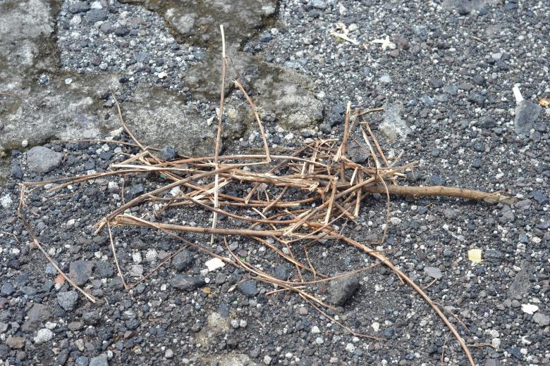 Free stock image of Smooth Twigs created by Ryan Jhoe