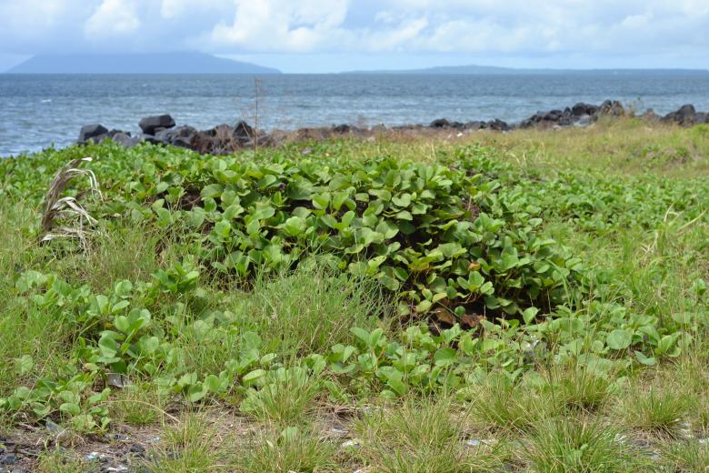 Free stock image of Greeny vegetation created by Ryan Jhoe