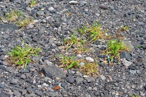 Free Stock Photo of Tiny grass grow between gravel