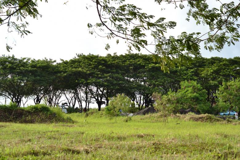 Free stock image of Green Trees created by Ryan Jhoe