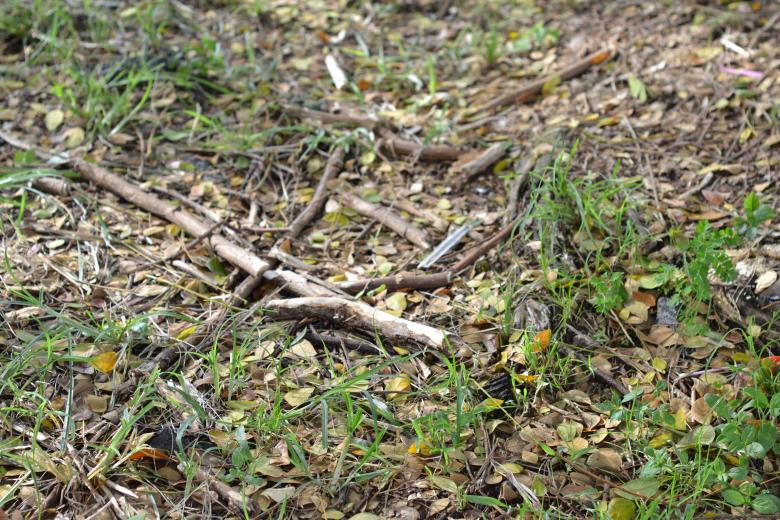 Free stock image of Root on the ground created by Ryan Jhoe