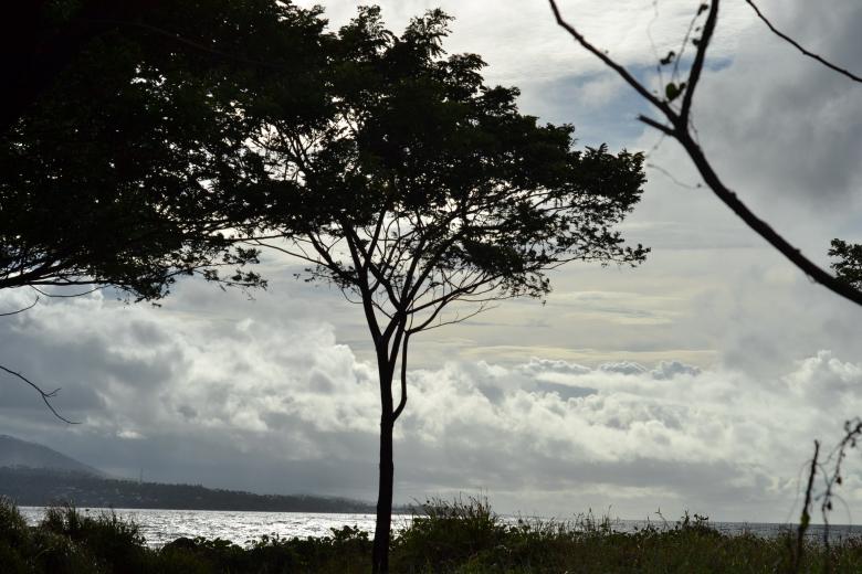Free stock image of Trees and Branches Silhouette created by Ryan Jhoe