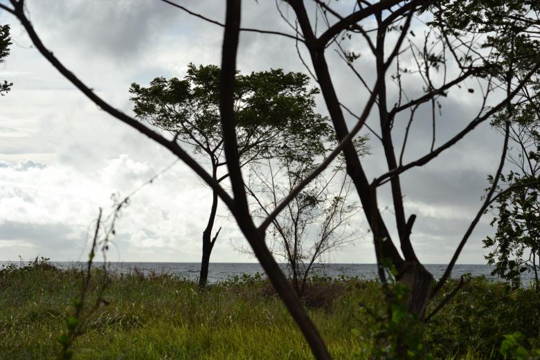 Free stock image of Tree behind branches silhouette created by Ryan Jhoe