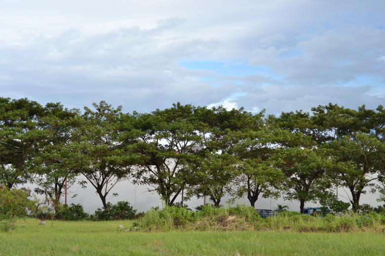 Free stock image of The tree line created by Ryan Jhoe