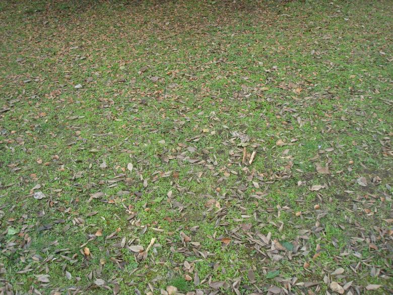 Free stock image of Autumn forest ground created by Boris Kyurkchiev