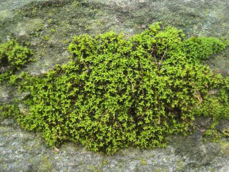 Free Stock Photo of Stone moss