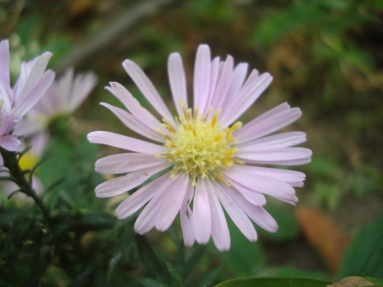 Free stock image of Little purple flower created by Boris Kyurkchiev
