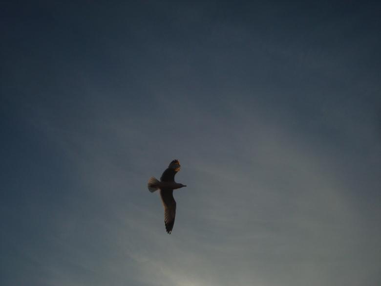Free stock image of Flying seagull created by Boris Kyurkchiev