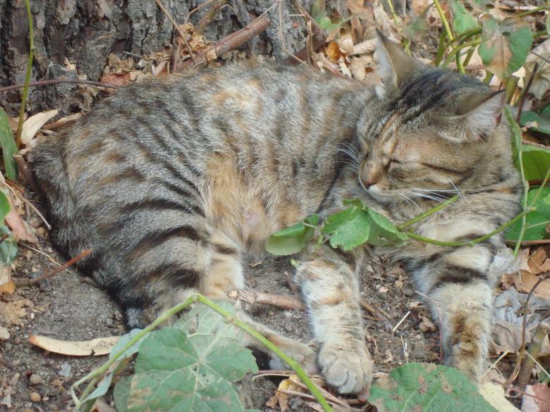 Free stock image of Sleeping street cat created by Boris Kyurkchiev