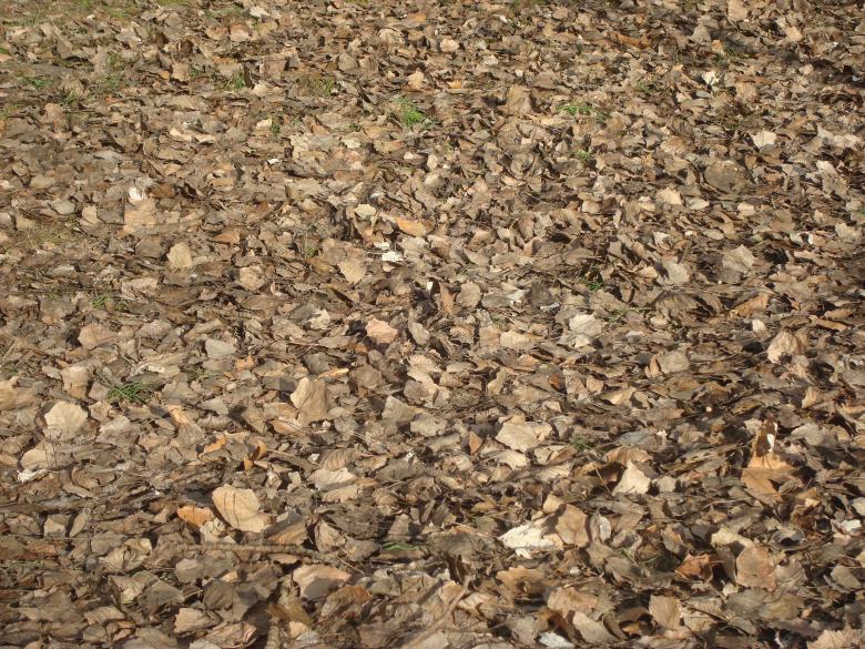 Free stock image of Autumn forest ground created by Boris Kyurkchiev