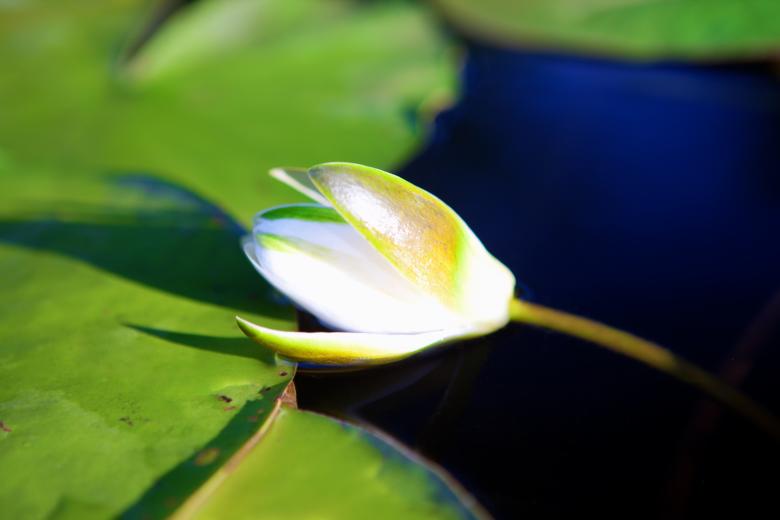 Free stock image of water lily created by 2happy