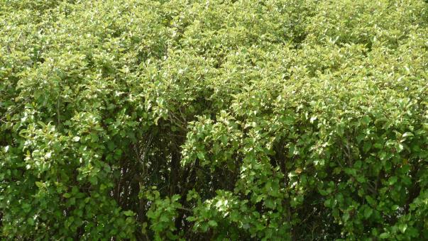 Wild Plants - Free Stock Photo