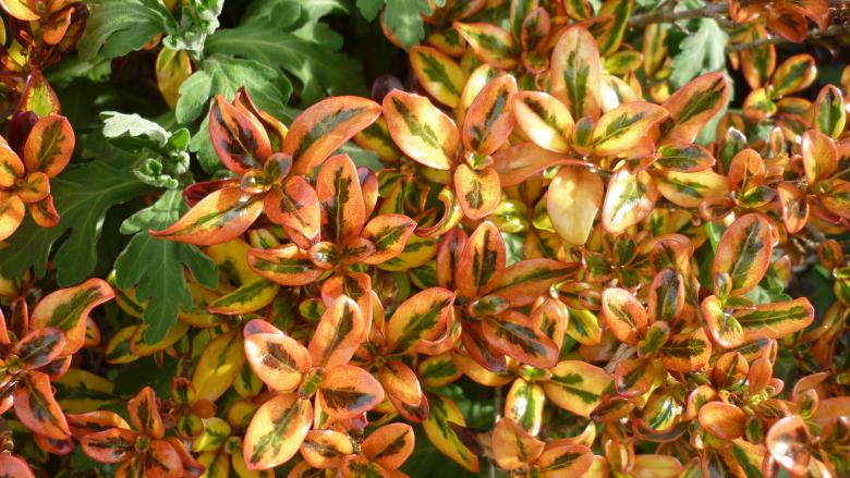 Free stock image of Flowers At Doctors Point created by Jillian Haldeman