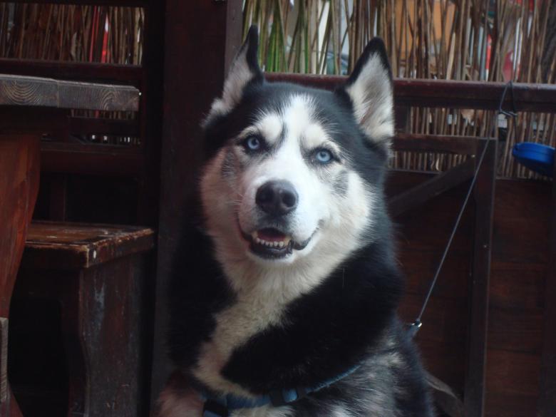 Free stock image of Husky dog created by Boris Kyurkchiev