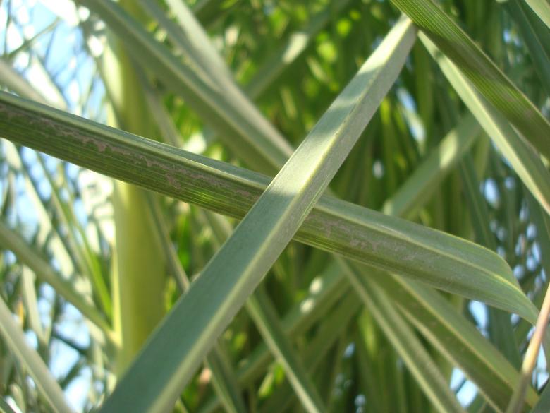 Free stock image of Palm leafs created by Boris Kyurkchiev