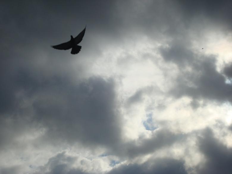 Free stock image of Flying pigeon created by Boris Kyurkchiev