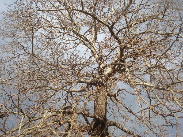 Free stock image of Autumn tree created by Boris Kyurkchiev