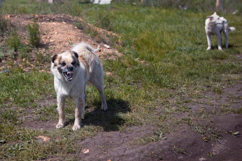Free stock image of Aggressive dogs created by 2happy