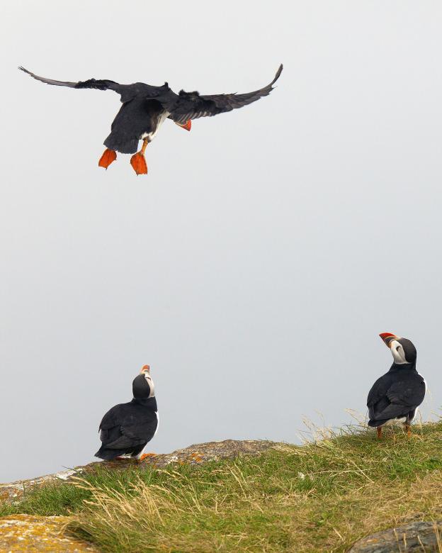 Free stock image of Puffin created by Geoffrey Whiteway