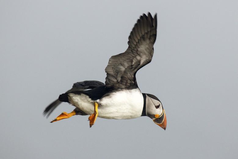 Free stock image of Puffin created by Geoffrey Whiteway