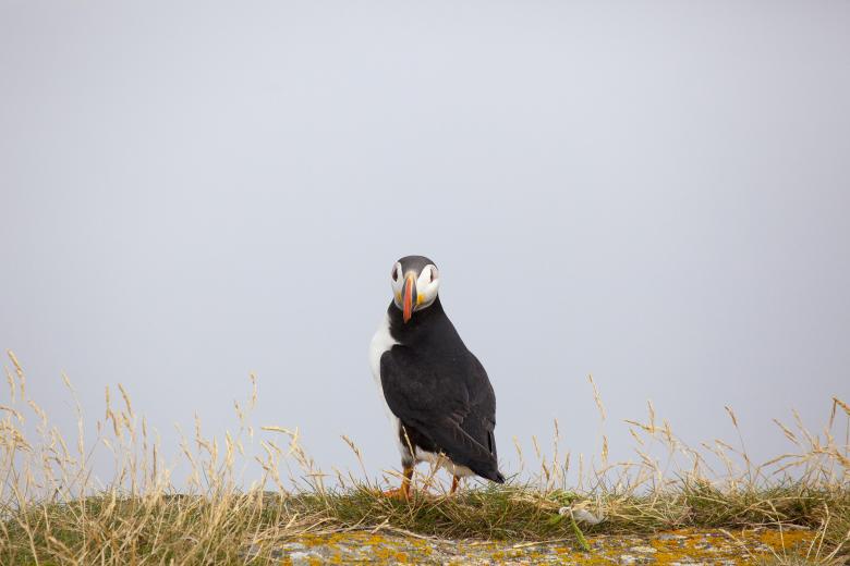 Free stock image of Puffin created by Geoffrey Whiteway