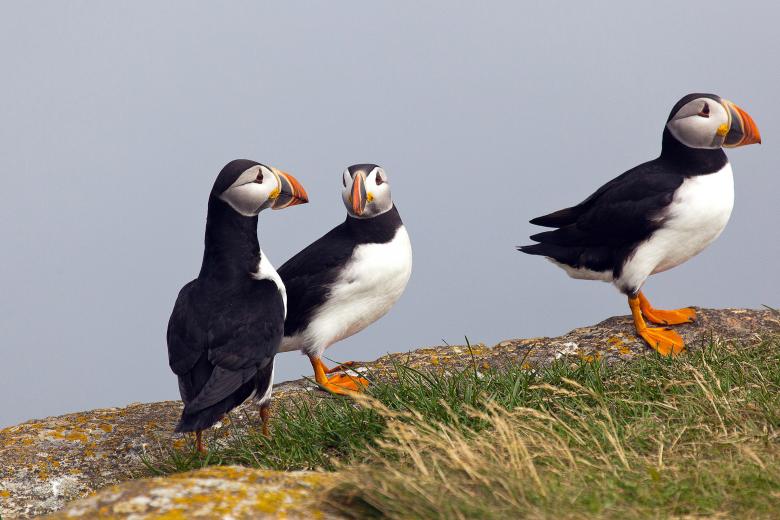 Free stock image of Puffin created by Geoffrey Whiteway