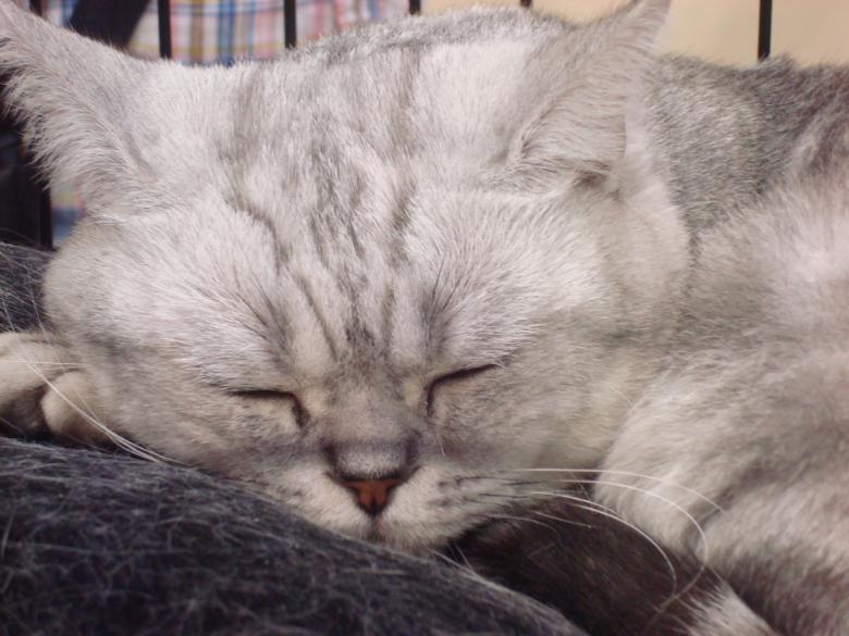Free stock image of Sleeping cat created by Boris Kyurkchiev