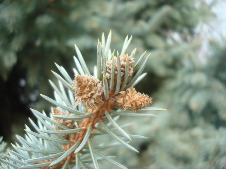 Free stock image of Fir cones close-up created by Boris Kyurkchiev
