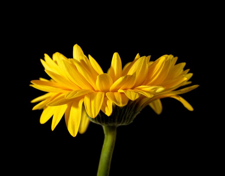 Free stock image of Yellow Flower on Black created by 2happy