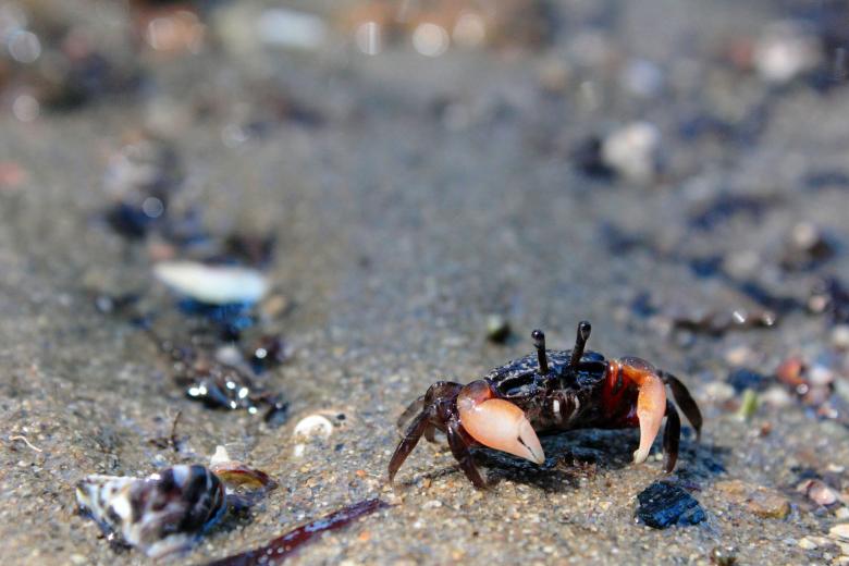 Free stock image of Crab created by Joses Tirtabudi