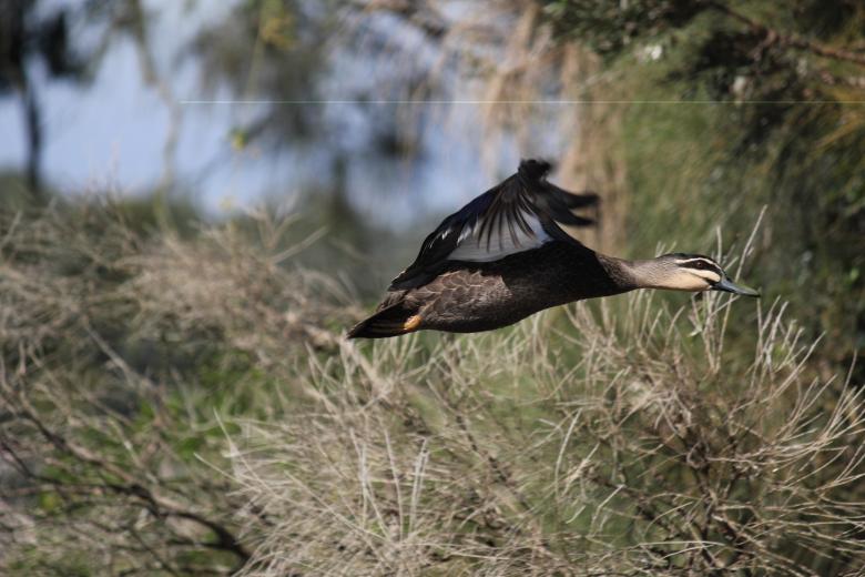 Free stock image of Flying duck created by Joses Tirtabudi