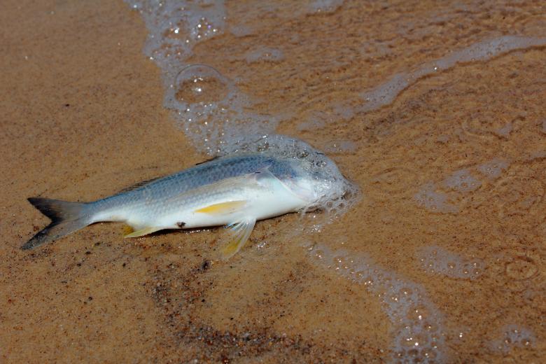 Free stock image of Dead Fish created by Joses Tirtabudi