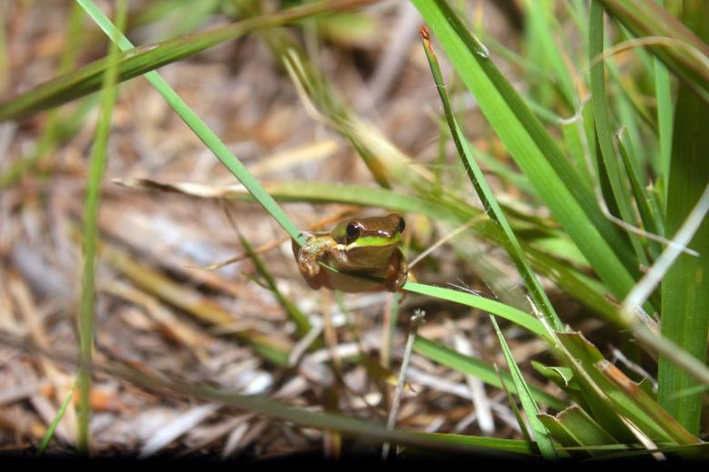 Free stock image of Tree frog created by Joses Tirtabudi