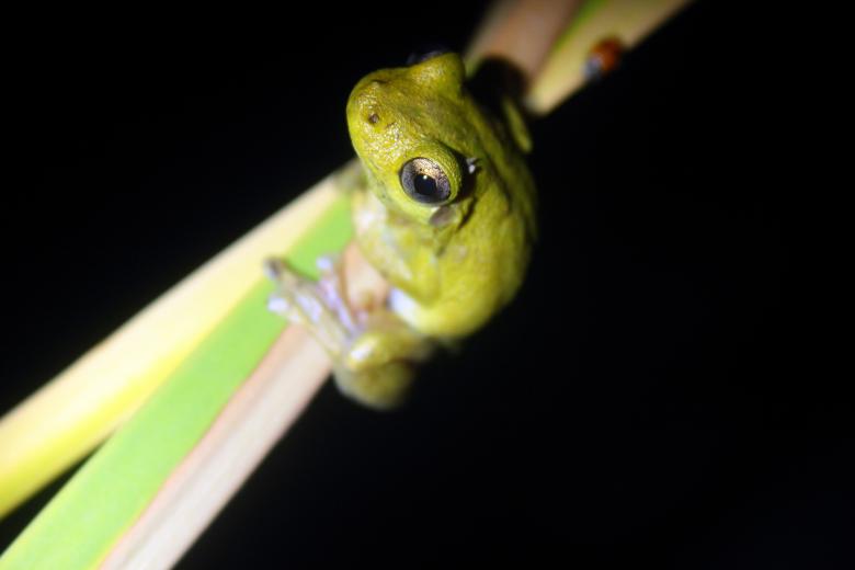 Free stock image of Tree frog created by Joses Tirtabudi