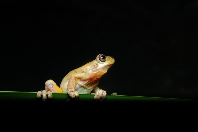 Free stock image of Tree frog created by Joses Tirtabudi