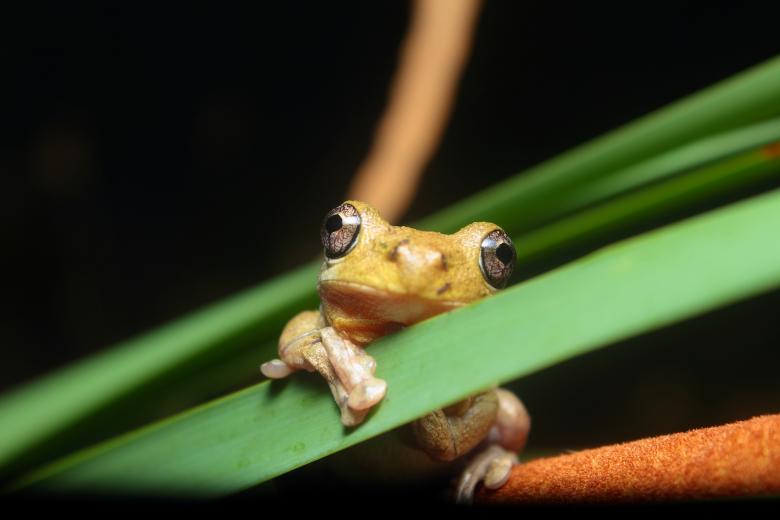 Free stock image of Tree frog created by Joses Tirtabudi