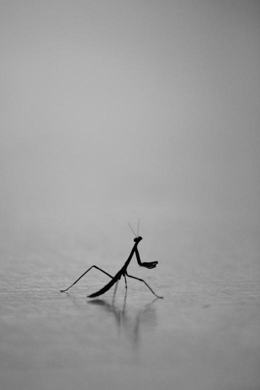 Free stock image of Preying Mantis created by Joses Tirtabudi