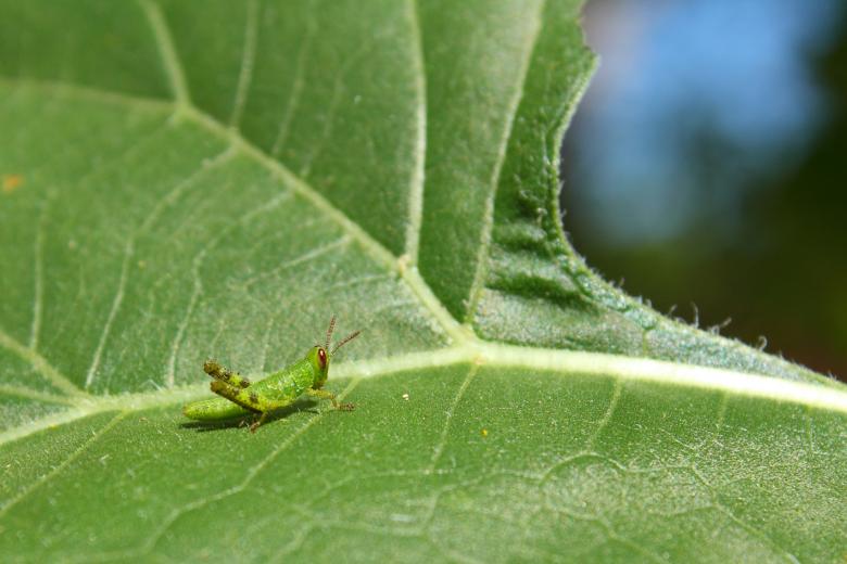Free stock image of Grasshopper baby created by Joses Tirtabudi