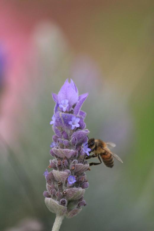 Free stock image of Bee on lavender created by Joses Tirtabudi